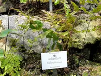 Adiantum fulvum