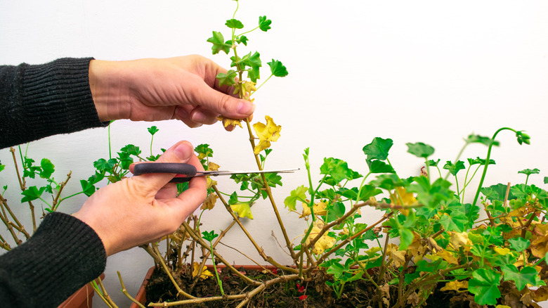 Plant pruning