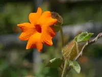 orange clock vine (Thunbergia gregorii) plant