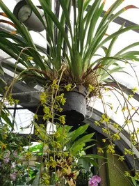 Giant boat-lip orchid