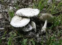 Bearded Amanita