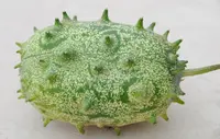 Jelly Melon