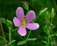 rosepink