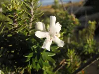 Coastal Rosemary (Westringia fruticosa) plant