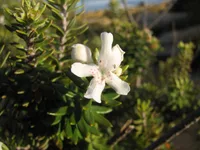 Coastal Rosemary (Westringia fruticosa) plant