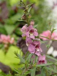 Narrowleaf angelon