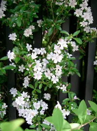 Buchozia japonica