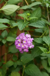 trailing lantana