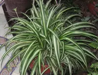 Variegated Spider Plant