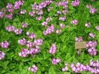 Siebold's primrose