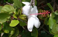 white rosemallow (Hibiscus arnottianus) plant