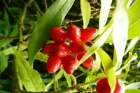 Aucuba japonica with berries