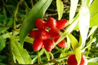 Aucuba japonica with berries