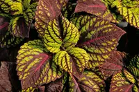 Coleus