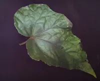 Begonia handelii