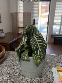 Zebra-plant photo by a Botan App user