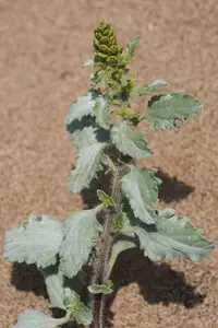 silver bur ragweed