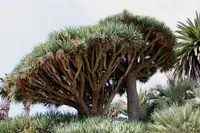 Dracaena draco in the wild