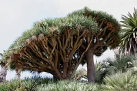 Dracaena draco in the wild