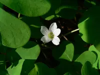 redwood-sorrel (Oxalis oregana) plant