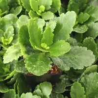 blossfeldiana leaves