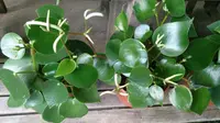 Peperomia (Peperomia polybotrya 'Raindrop') plant