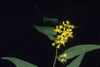 wreath goldenrod (Solidago caesia) plant