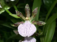 Zygopetalum maculatum (Zygopetalum maculatum) plant