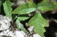 eastern poison oak (Toxicodendron pubescens) plant