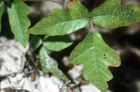 eastern poison oak