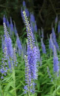 Garden speedwell (Veronica longifolia) plant