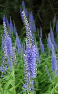 Garden speedwell (Veronica longifolia) plant