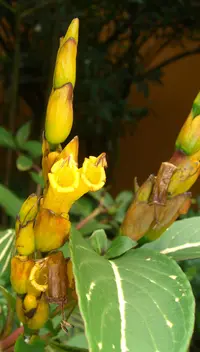 Sanchezia oblonga