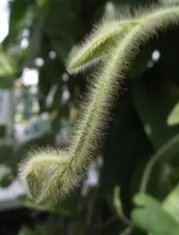 Aristolochia pilosa