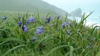 Douglas iris (Iris douglasiana) plant