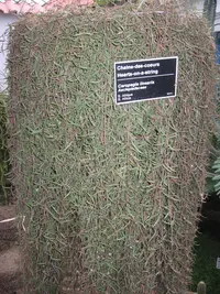 Heartleaf Lanternvine