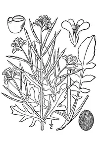early yellowrocket