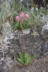 prairie smoke (Geum triflorum) plant