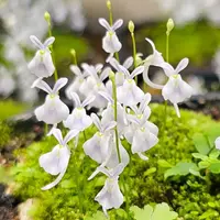 Utricularia sandersonii