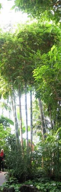 Giant Bamboo