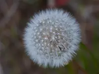 red-seeded dandelion