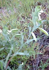 Cyprus-vetch