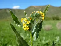 Yellow Gromwell