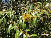 giant chinquapin