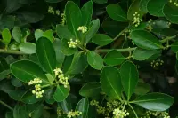 Euonymus japonicus