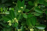 Euonymus japonicus