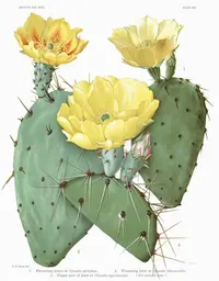border pricklypear (Opuntia atrispina) plant
