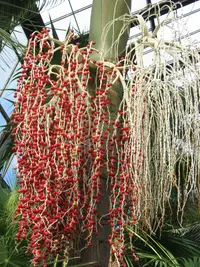 dwarf yatay palm (Butia paraguayensis) plant