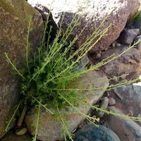 white wormwood (Artemisia herba-alba) plant