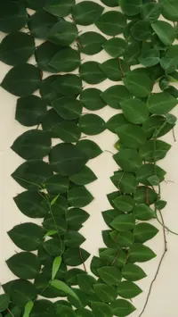 Rhaphidophora korthalsii